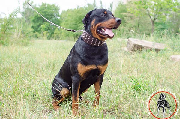 Spiked leather Rottweiler collar
