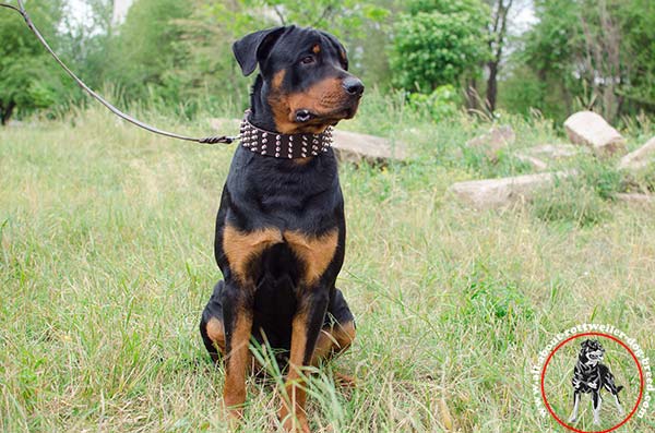 Strong spiked leather dog collar for Rottweiler
