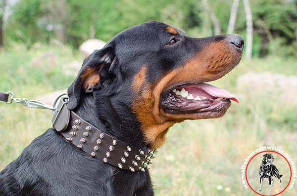 Super comfy spiked leather dog collar for Rottweiler