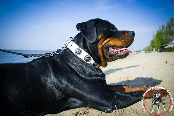 Decorated white leather Rottweiler collar