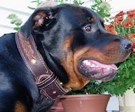 Rottweiler Leather Padded Dog Collar