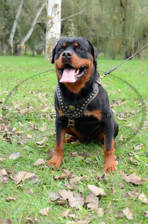Luxurious Rottweiler Leather Dog Harness
