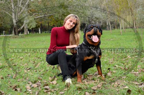 Comfortable Rottweiler Leather Harness