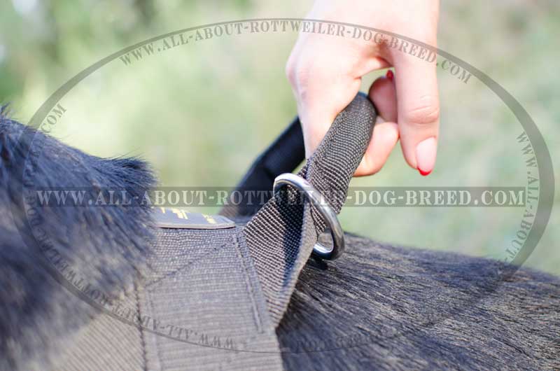 Get Nylon Rottweiler Harness