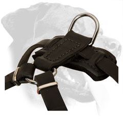 Nickel Plated D-Ring on Leather Puppy Harness for Lead Attachment