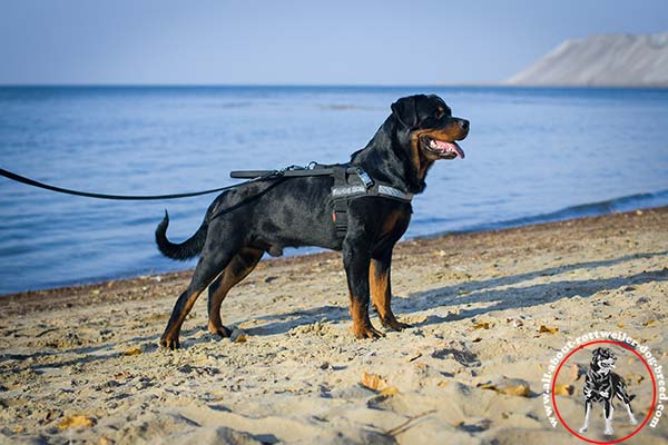 All-weather nylon Rottweiler guide harness