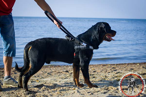 Multitasking nylon Rottweiler guide harness with removable long handle