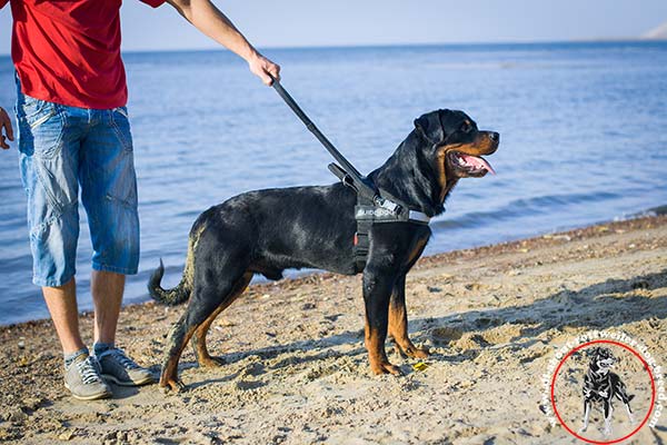 Nylon dog harness for Rottweiler with comfy hard handle