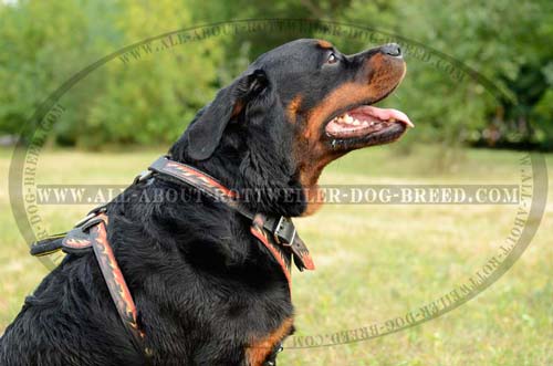 Comfortable Painted Leather Rottweiler Harness