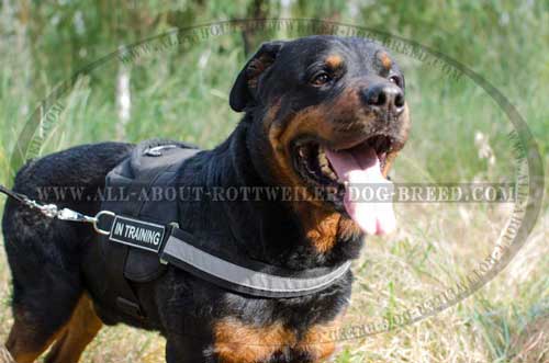 Rottweiler Dog Nylon Harness with Reflective Trim