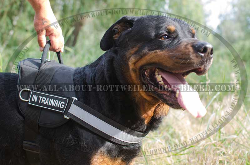 Get Nylon Rottweiler Collar, Velcro Patches