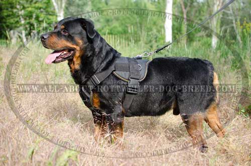 Rottweiler Nylon Padded Harness with Easy Grip Handle