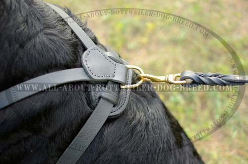 Brass D-Ring on Leather Dog Harness for Easy Leash Attachment of Leash