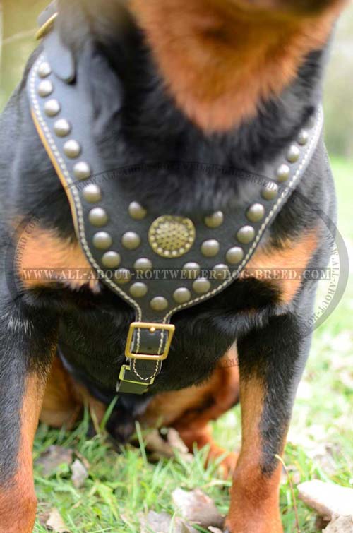 Quality Rottweiler Leather Harness