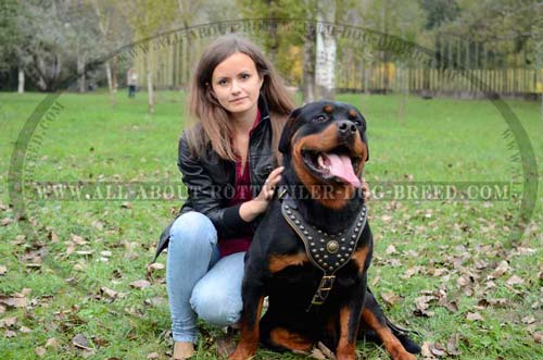 Comfortable Rottweiler Leather Harness