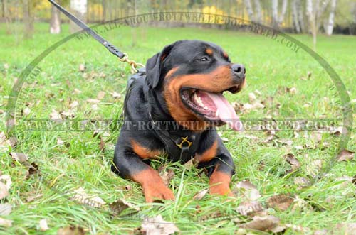 Comfortable Rottweiler Dog Leather Harness