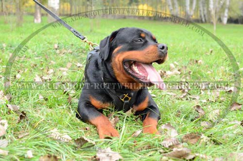 leather dog harness