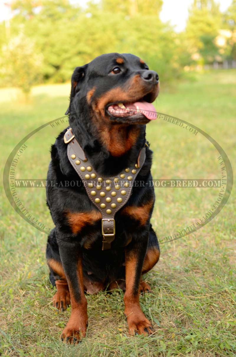 designer rottweiler