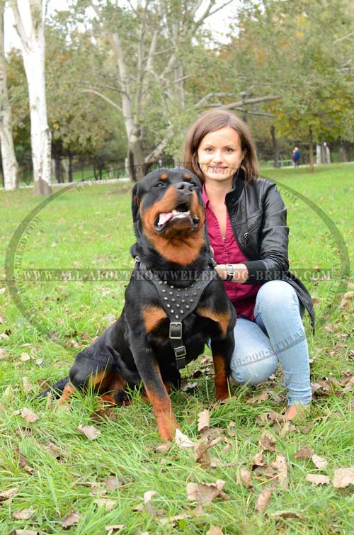 Comfy Rottweiler Dog Harness