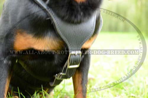 Exclusive Rottweiler Dog Leather Harness