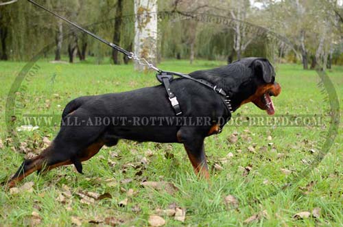 Comfortable Rottweiler Dog Leather Harness
