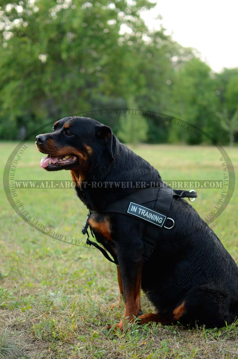 Get Nylon Rottweiler Collar, Velcro Patches