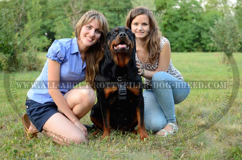 Get Nylon Rottweiler Harness