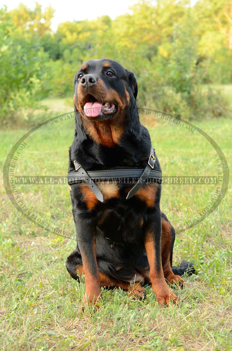 Rottweiler weight pulling clearance