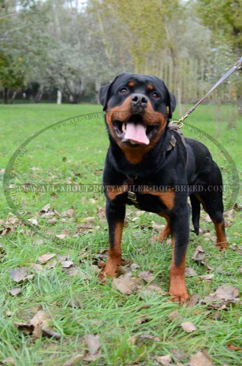 Excquisite Rottweiler Leather Harness for Tracking Work