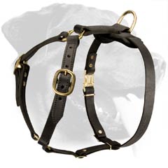 Gorgeous Light Rottweiler Dog Harness