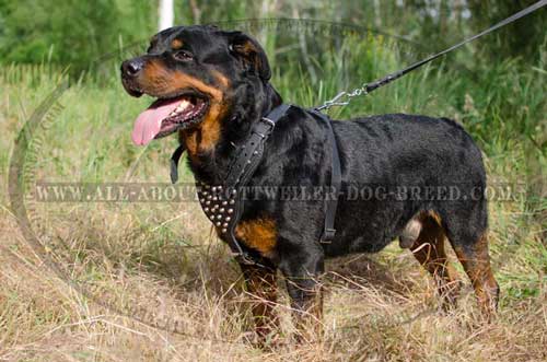 Rottweiler Leather Padded Harness for Agitation Training