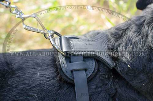 Rottweiler Padded Leather Harness for Training