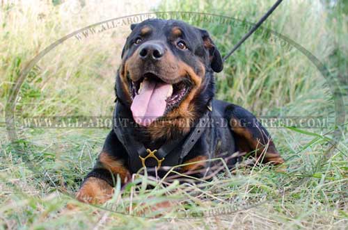 Timeproof Leather Rottweiler Harness for Attack Agitation Training