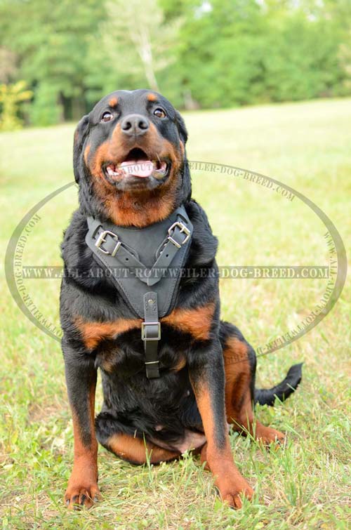 Leather Rottweiler Harness for Everyday Walking and Training
