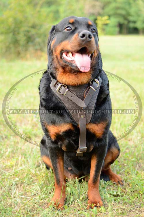Timeproof Obedience Training Leather Rottweiler Harness