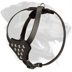 Studded Leather Rottweiler Puppy Harness for Walking