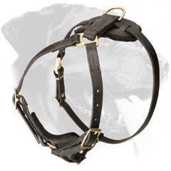 Stylish Leather Harness