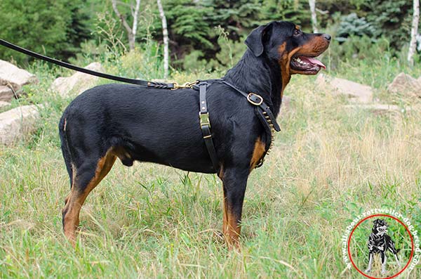 Rottweiler leather-harness comfortable adorned with spikes for-any-activity