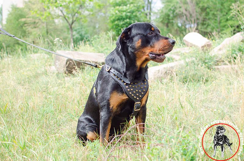 Order Walking Genuine Leather Rottweiler Harness