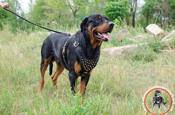 Rottweiler leather-harness padded-with-felt spiked daily-walks