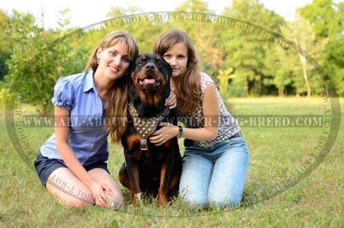 Comfortable Leather Dog Harness for Rottweilers