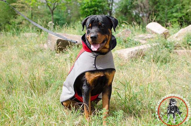 Pair of Personalized Velcro Side Patches for Rottweiler Harnesses and  Collars : Rottweiler Breed: Dog Harnesses, Muzzles, Collars, Leashes, Bite  Sleeves, Training Equipment