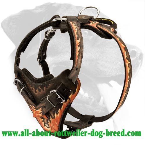 Gorgeous Design Training Leather Rottweiler Harness