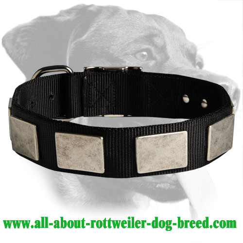Rottweiler Nylon Collar with Vintage Plates