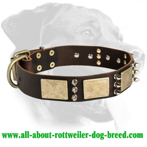 Gorgeous Rottweiler Leather Collar with Spikes and Plates