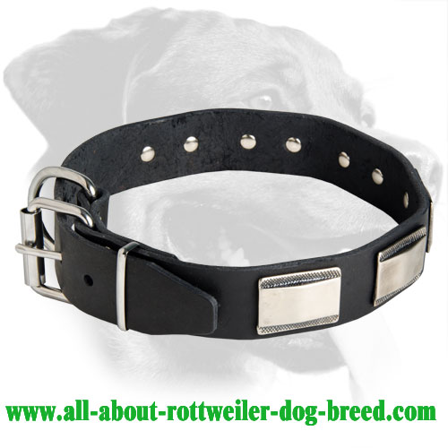 Rottweiler Leather Collar with nickel plates