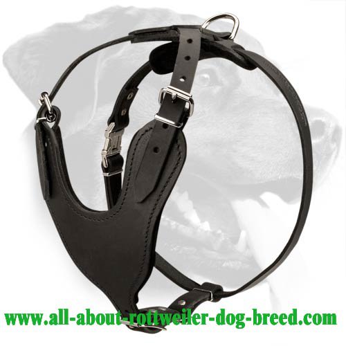Heavy Duty Leather Harness for Rottweiler