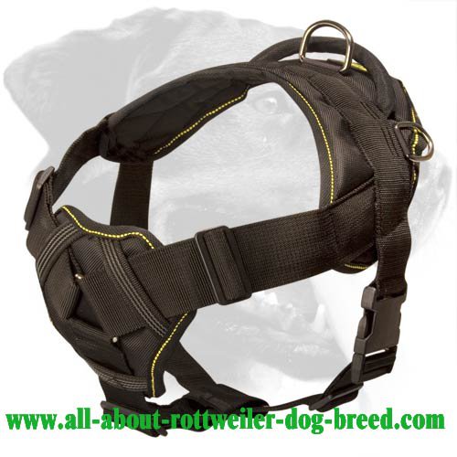 Pair of Personalized Velcro Side Patches for Rottweiler Harnesses and  Collars : Rottweiler Breed: Dog Harnesses, Muzzles, Collars, Leashes, Bite  Sleeves, Training Equipment