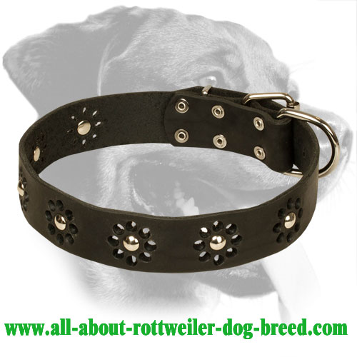 Fancy Leather Rottweiler Collar for Walking in Style