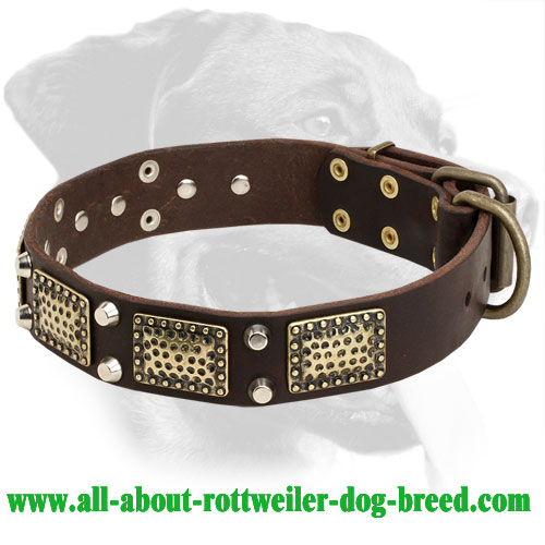 Buy Leather Rottweiler Walking Collar Brass Decorations